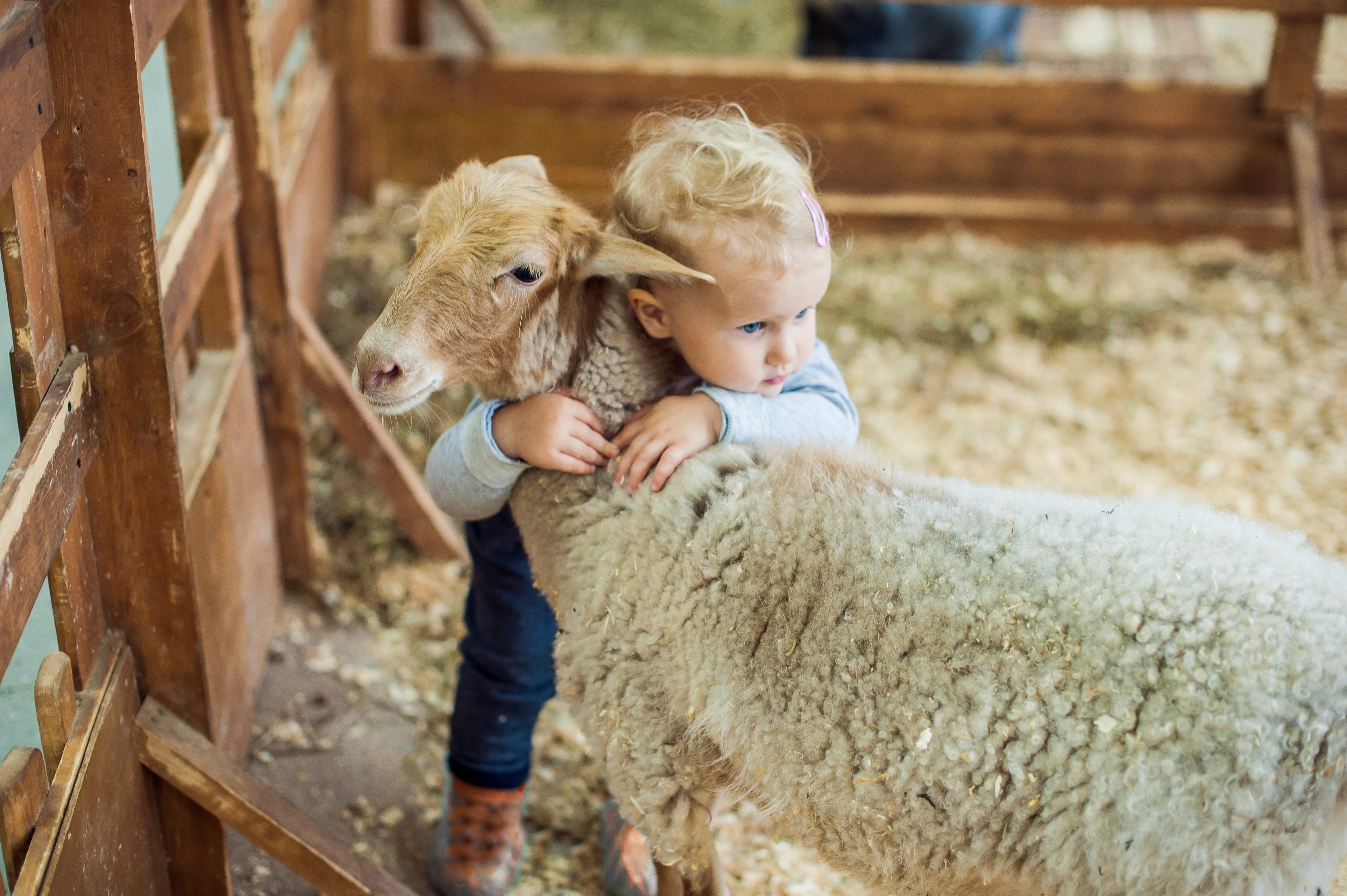 Petting Zoo